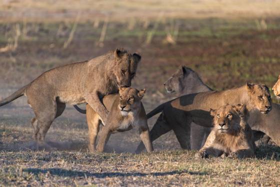 Lion Pride Pride of Lions seen in Botswana.