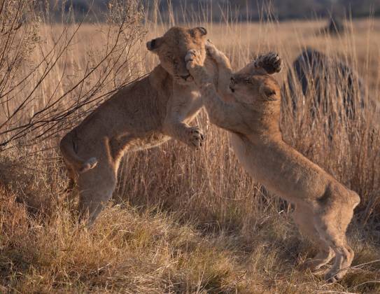 Playtme 2 Lions playing in Botswana