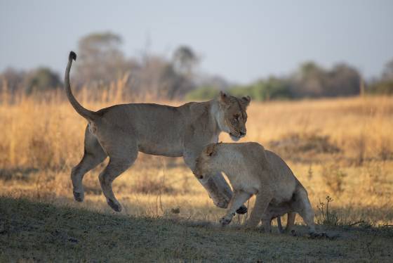 Playtme 5 Lions play fighting in Botswana