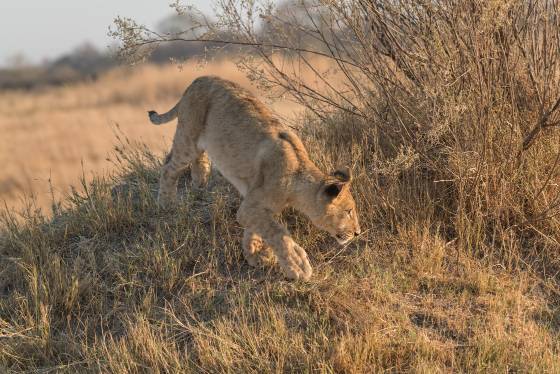 Sneaking Lion Lion seen in Botswana.