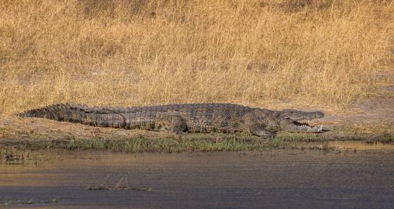 Crocodile 2 Crocodile seen in Botswana.