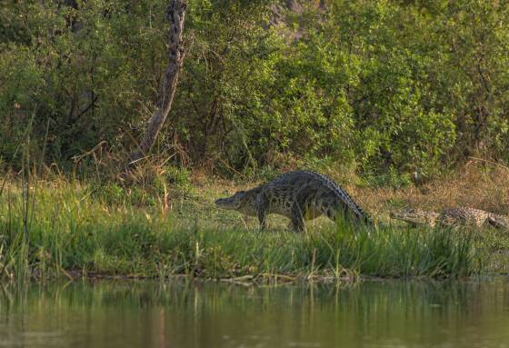 Crocodiles Crocodiles seen in Botswana.