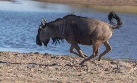 Wildebeest running Wildebeest running seen in Botswana.
