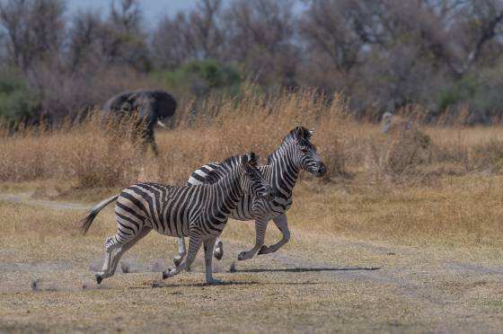Zebras Running Zebras running. Elephant in the background. Seen in Botswana.