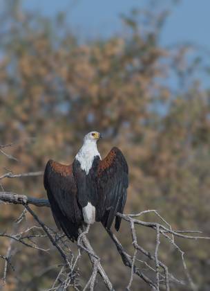 African Fish-Eagle African Fish-eagle posing in Botswana