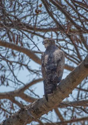 Juvenile Marshall Eagle Juvenile Marshall Eagle seen in Botswana
