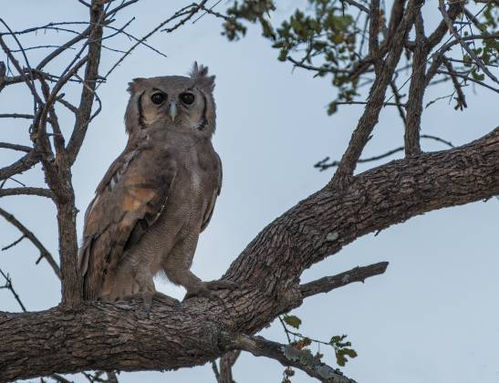 Verreaux's Eagle-Owl 2 Verreaux's Eagle-Owl seen in Botswana