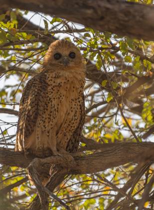 Verreauxs Eagle-Owl Verreaux's Eagle-Owl seen in Botswana
