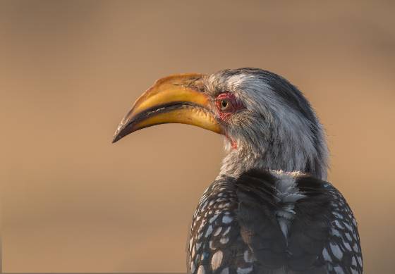 Yellow-billed Hornbill Head Shot Yellow-billed Hornbill detail seen in Botswana