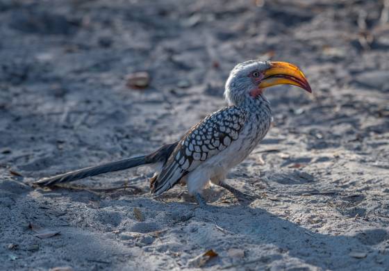 Yellow-billed Hornbill Yellow-billed Hornbill seen in Botswana