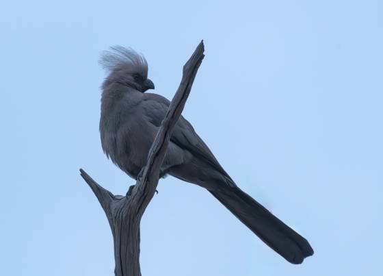 Grey go-away-bird Grey go-away-bird seen in Botswana