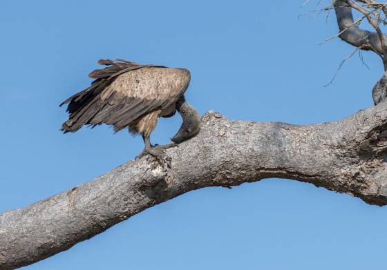 White-backed-vulture White-backed-vulture scratching his head in Botswana