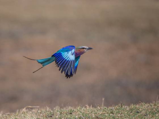 Lilac-breasted Roller Lilac-breasted Roller in flight seen in Botswana
