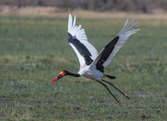 Saddle-billed Stork taking off Saddle-billed Stork taking off seen in Botswana