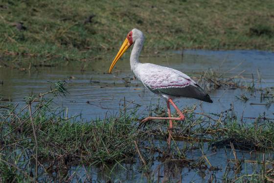 Yellow-billed-stork 3 Yellow-billed-stork seen in Botswana