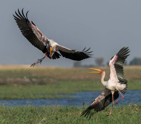Yellow-billed-stork Yellow-billed-stork in flight seen in Botswana