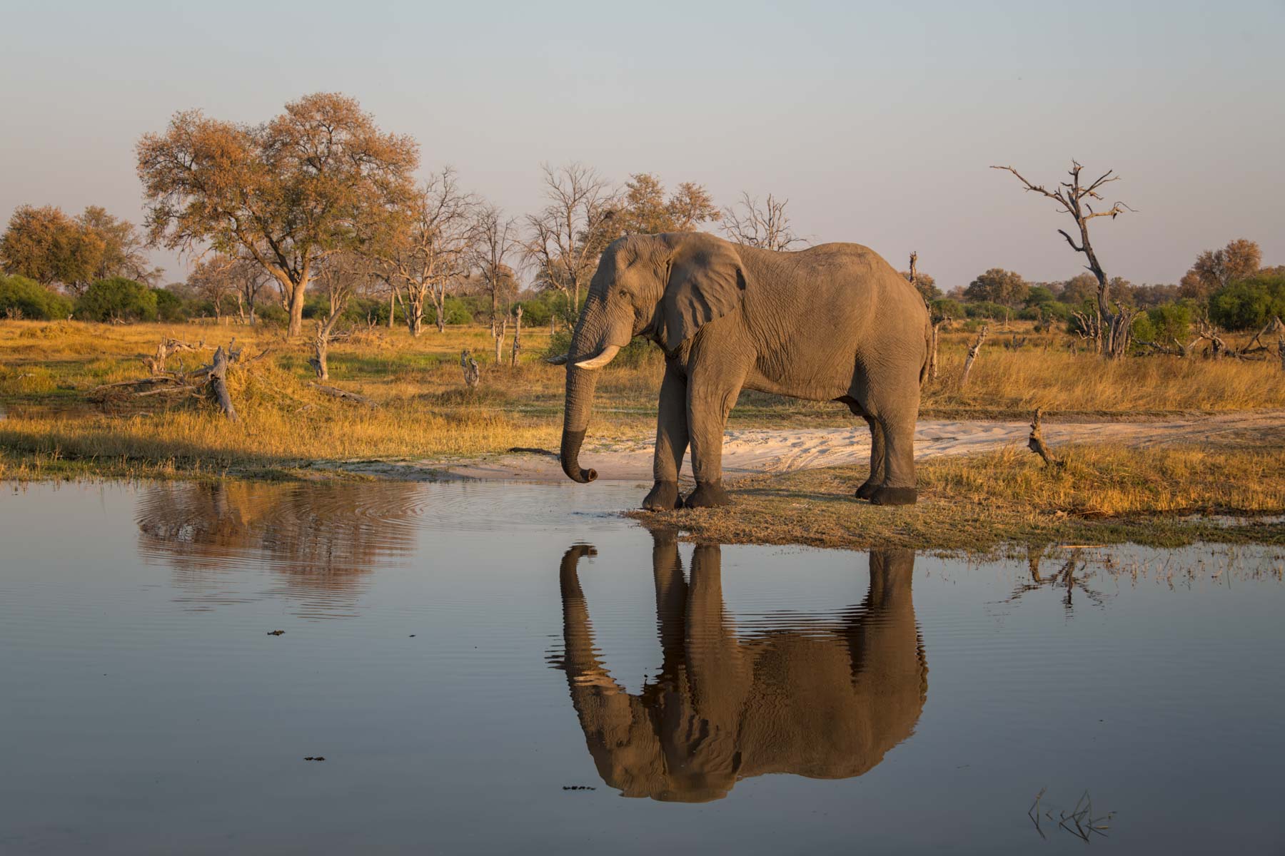 Elephant reflected while crossing a  stream in Botswana