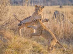 Two lions play fighting in Botswana