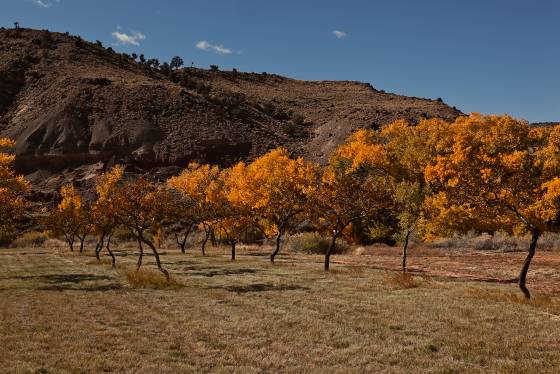 Fruita Orchard Fruita Orchard in Capitol Reef National Park