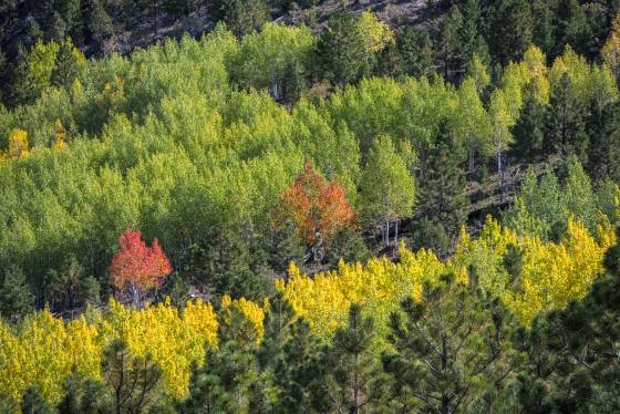 Outliers Aspen changing color on Boulder Mountain Utah in early October