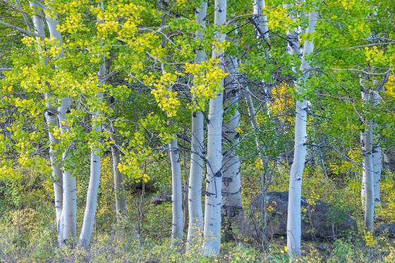 Starting to Change Aspen changing color on Boulder Mountain Utah in early October