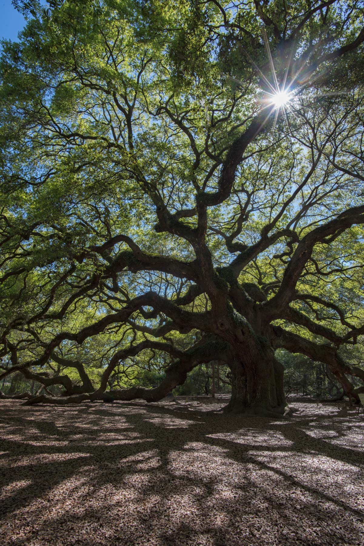 Angel Oak near Charleston, South Carolina