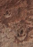 Dinosaur Tracks in Coyote Buttes North