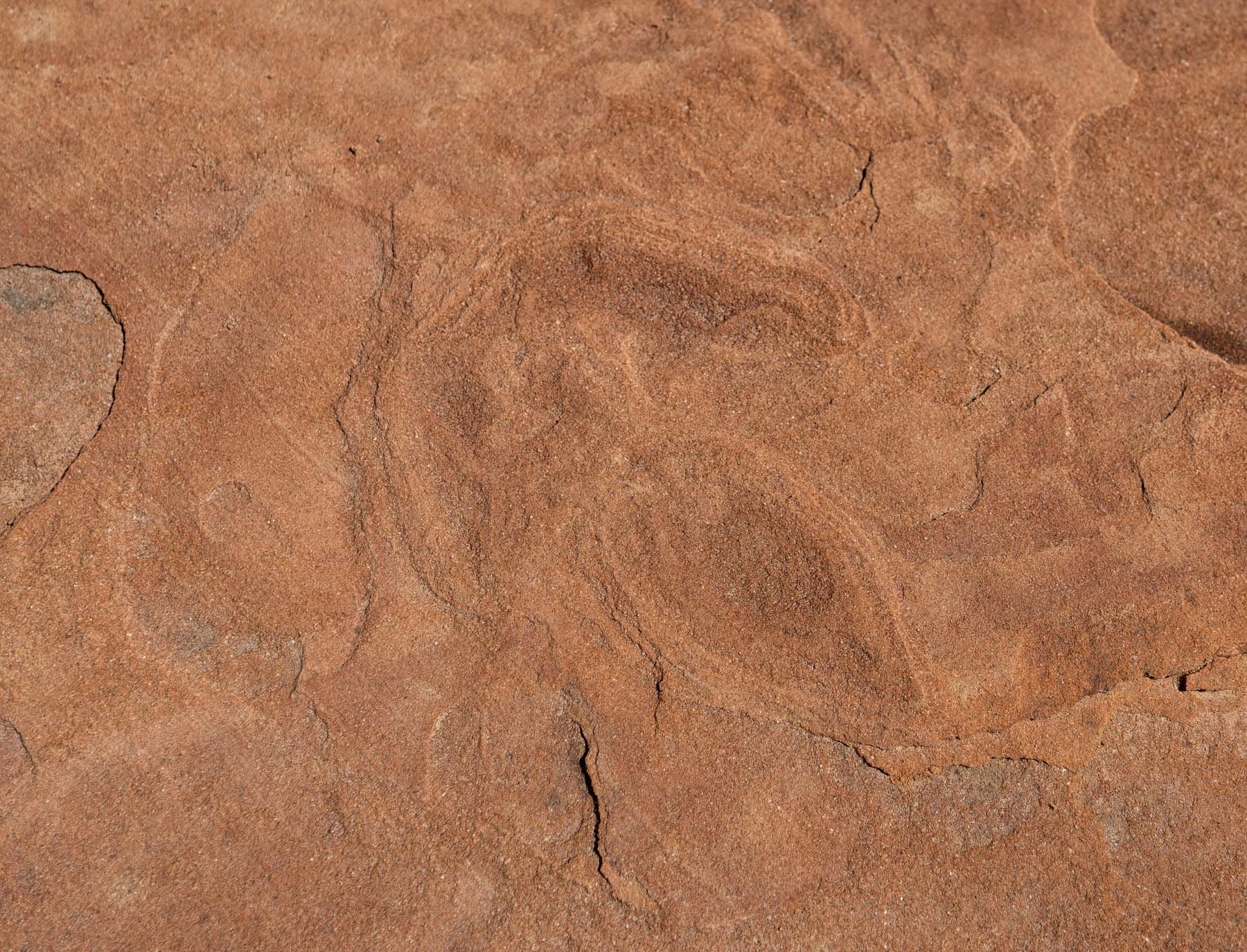 Dinosaur Track about 30 east feet of the trackway in Coyote Buttes North  