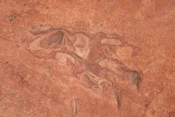 Dinosaur Track Detail Dinosaur Tracks in Coyote Buttes South, Arizona