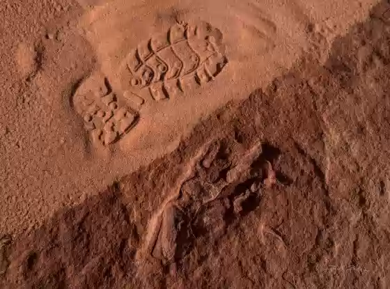 Dinosaur track Dinosaur Tracks in Coyote Buttes South, Arizona