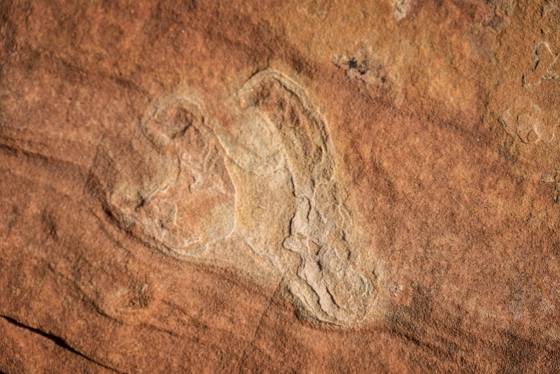 Raised Dinosaur Track Dinosaur Tracks in Coyote Buttes South, Arizona