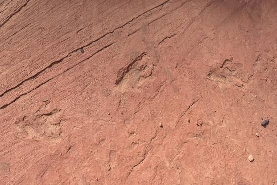 Several Dinosaur Tracks Dinosaur Tracks in Coyote Buttes South, Arizona