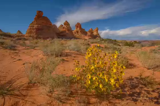 Brittlebrush Brittlebrush seen on the way to on the way to the Cottonwood Teepees in Coyote Buttes South, Arizona