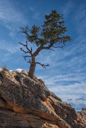 Tree on the Ridge above the Chess Queen Tree on the Ridge above the Chess Queen near Coyote Buttes South