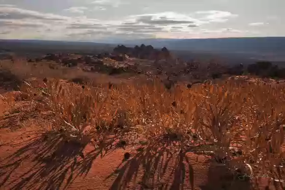 Backlit plants Lookipng back at Pawhole in Coyote Buttes South, Arizona