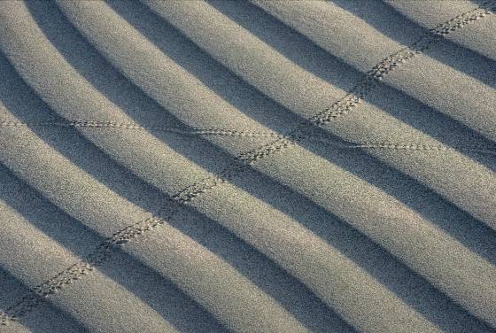 Beetle Tracks Mesquite Dunes in Death Valley National Park, California