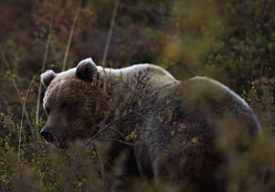 Edge Light Edge lit Brown Bear in Denali National Park