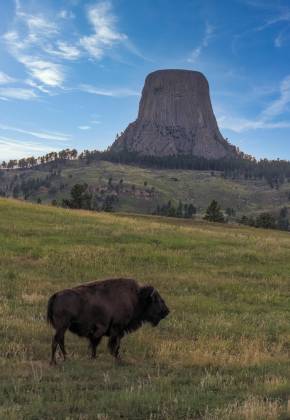 Buffalo and Devils Tower Buffalo posing in front of Devils Tower at dusk