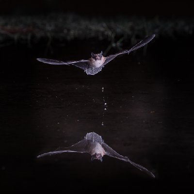 0033320250515Bats0333-Edit