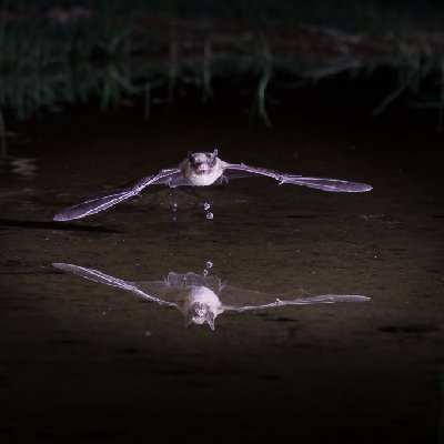 20250516Bats0011-Edit