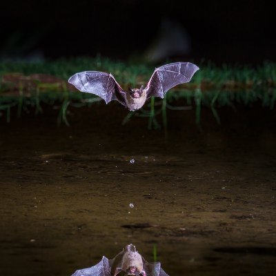 20250516Bats0017-Edit