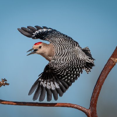 0017620250515Birds0176-DXO-Edit