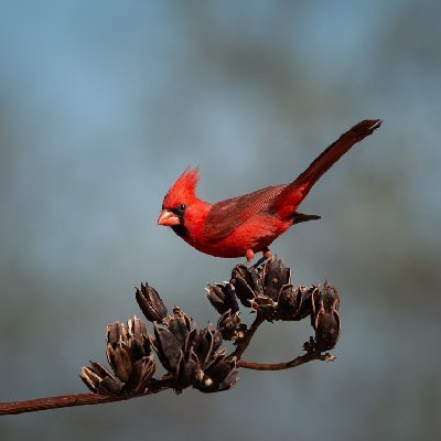 0045420250515Birds0454-Edit