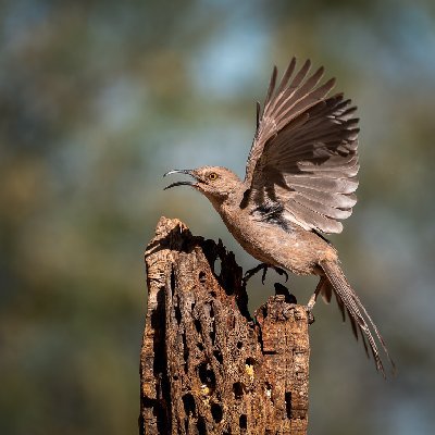 0061420250515Birds0614-3-Edit