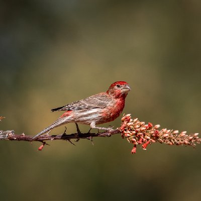 0065320250515Birds0653-Edit