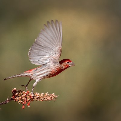 0068120250515Birds0681-Edit-2