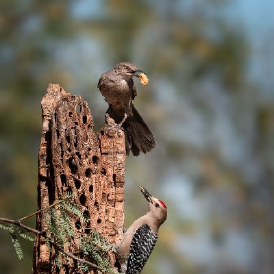 0142120250515Birds1421-Edit