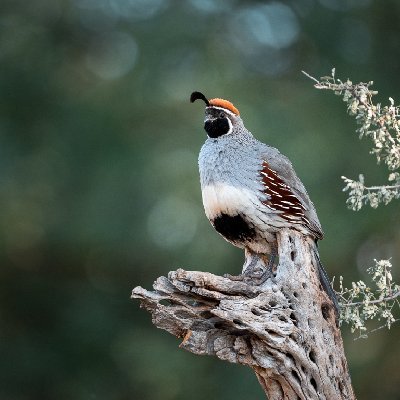 0323620250515Bats3236-Edit