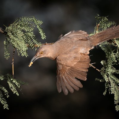 0348120250515Bats3481-DxO-Edit