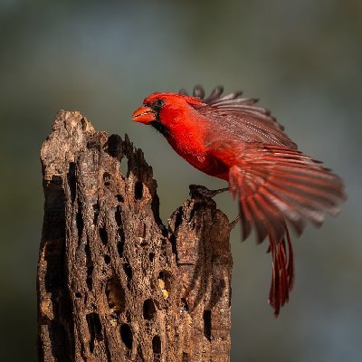 0391420250515Bats3914-DxO-Edit